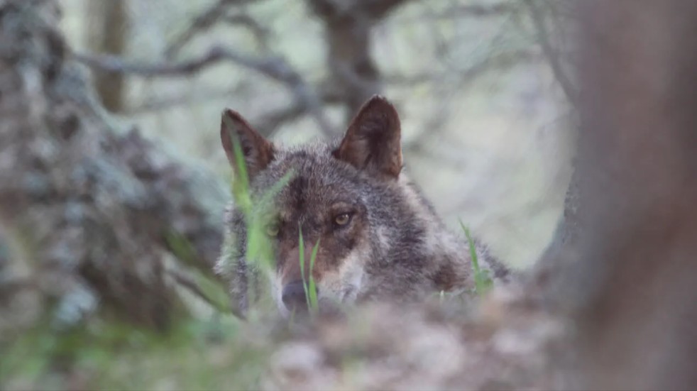 Wolf in the trees